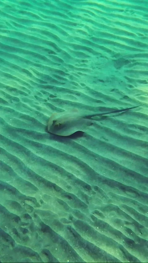 Top view of Blue spotted Stingray (Taeniura lymma) on sandy bottom Stock Footage 232765483