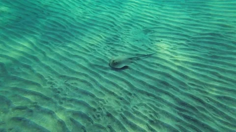 Top view of Blue spotted Stingray (Taeniura lymma) on sandy bottom Stock Footage 232770953