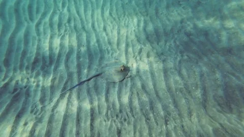 Top view of Blue spotted Stingray (Taeniura lymma) on sandy bottom Stock Footage 232771082