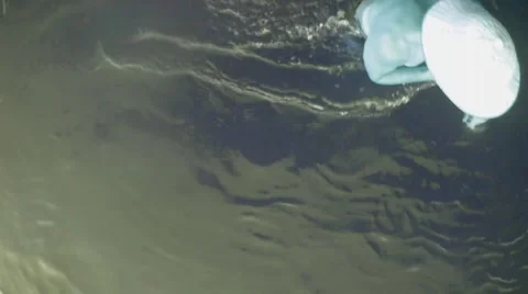 A top view of the body, for the river 動画素材 53423439