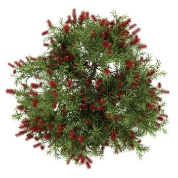 Top view of bottlebrush tree isolated on white background Stock Illustration