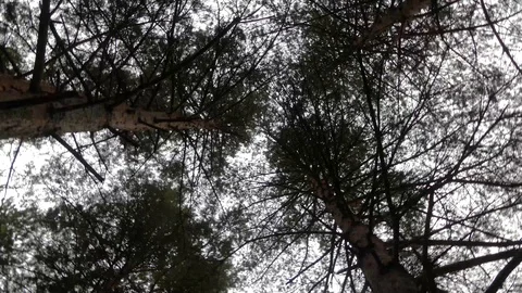 Top view from the bottom in the pine woods Stock Footage 90248342
