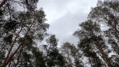 Top view, bottom view of pine trees in the forest in the sun Stock Footage 170665780