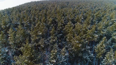 Top view of the boundless winter Russian forest Stock Footage 130210320