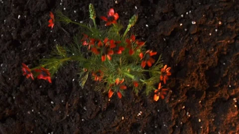 Top view. A bouquet of wild red flowers grows out of the ground. Spring fun Stock Footage 241667752