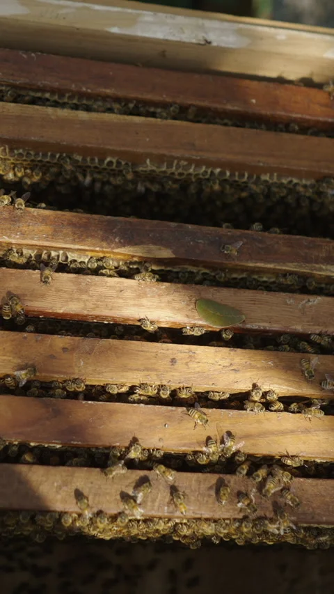 Top view of a box full of bees with panels inside Stock Footage 265471833