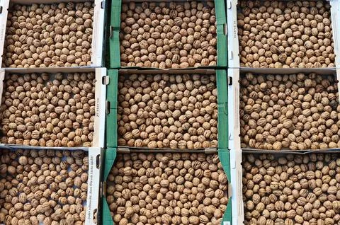 Top view of boxes filled with whole walnuts in shells. Stock Photos