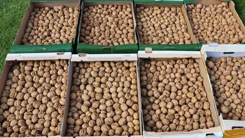 Top view of boxes filled with whole walnuts in shells. Stock Photos