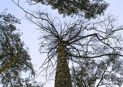 Top view of the branches of a tall dead pine tree Foto stock