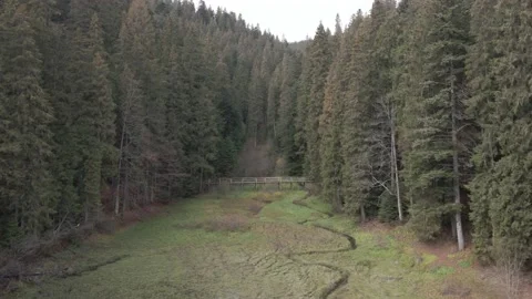 Top view of the bridge over a mountain stream in the middle of a pine forest. Stock Footage 147273715