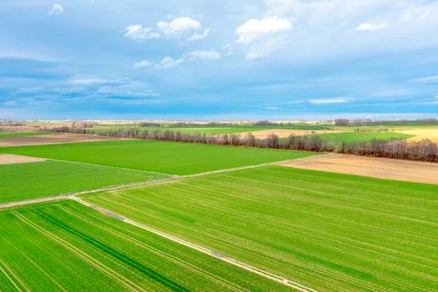 Top view of bright green fields sown with wheat and corn, rural landscape fro Stock Photos