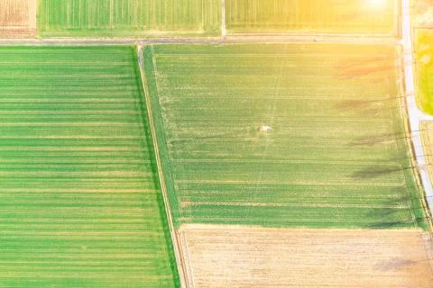 Top view of bright green fields sown with wheat and corn, rural landscape fro Foto stock