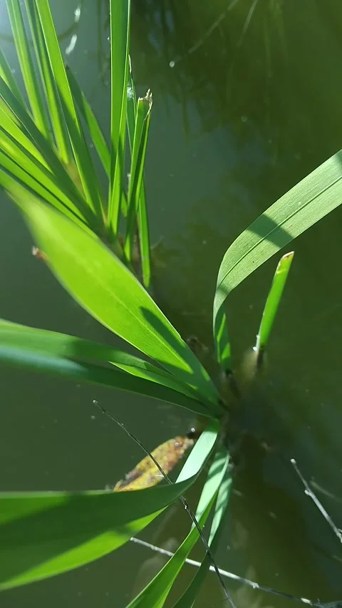 Top view of bright green water plant leaves in a pond Stock-Footage 342519441