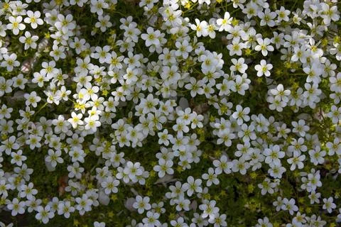 Top view of bright white forest flowers illuminated by the glare of the sun Stock Photos