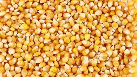 Top view of bright yellow and orange dried corn seeds falling down close up Stock Footage 236529544