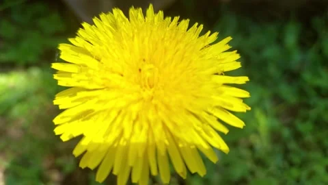 Top view of a bright yellow dandelion flower growing in green grass Stock Footage 336391401