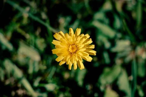 Top View Of A Bright Yellow Flower Centered In A Green Garden Stock Photos