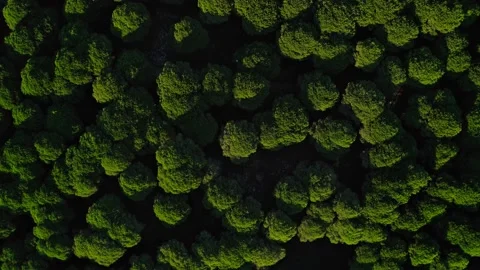 Top view of broccoli-like trees Stock Footage 230451073