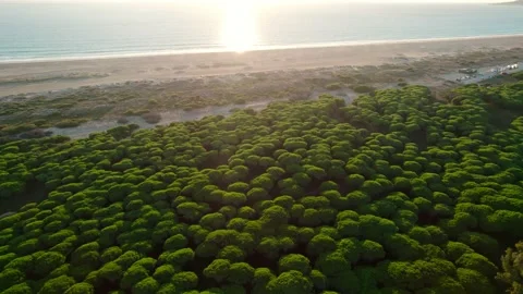 Top view of broccoli-like trees near ocean Stock Footage 230450416