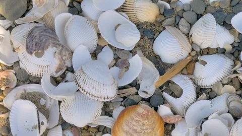 Top view of the broken shells on the rocky sand Stock Footage 125811903
