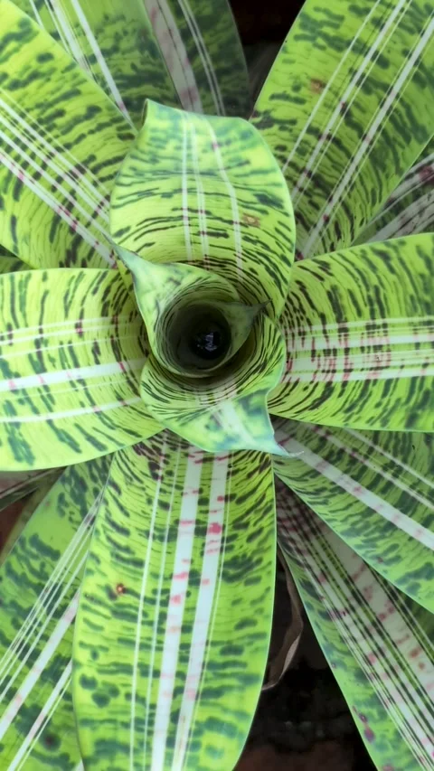Top view of Bromeliad Goudaea Ocean Mist Video stock 312279611