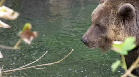 Top view of brown bear (Ursus arctos) walking in front of green lake 스톡 동영상 43812652