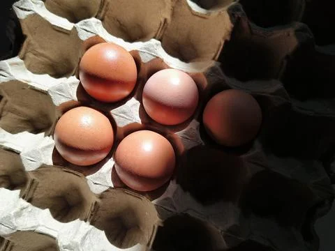 Top view of brown chicken eggs in a carton under hard sunlight Stock Photos