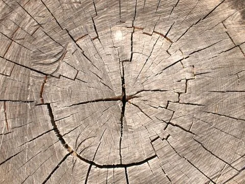 Top view of a brown cut tree Stock Photos