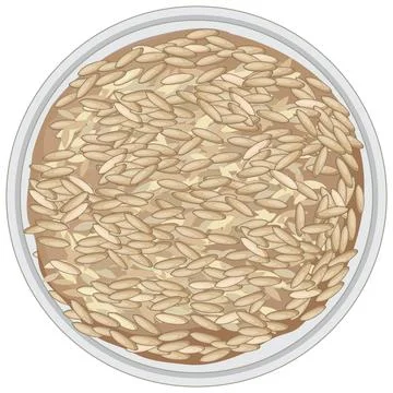 Top View of Brown Rice on White Plate Stock Illustration