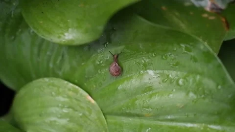 Top view of Brown snail walking slowly on fresh green leaves with drop dew. Stock Footage 136505770