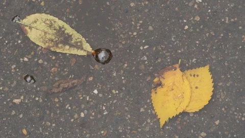 Top view of bubbles and yellow leaves in puddle Stock Footage 95540927
