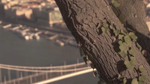 Top view in Budapest, tree trunk, bridge 스톡 동영상 165660552