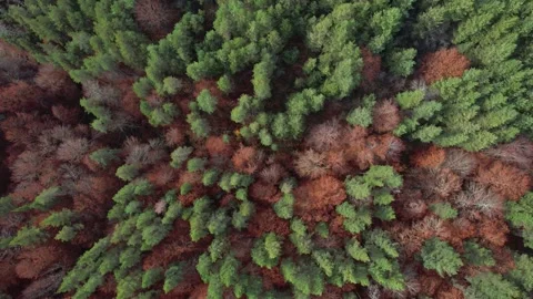 Top view of bunch of evergreen trees. 4K Drone Video Stockbeeldmateriaal 167120066