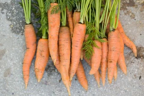 Top view on bunch of freshly picked organic carrots on concrete background. G Stock Photos