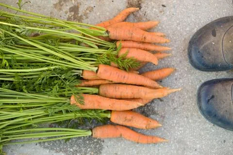 Top view on bunch of freshly picked organic carrots and farmer's shoes on con Stock Photos