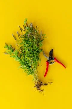 Top view of bunch of mint with scissors isolated on color backgrounds Stock Photos