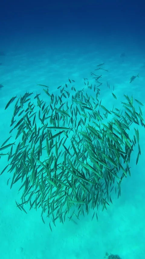 Top view of bunched in tight ball group of juvenile Barracudas with Jack fish in Stock Footage 302760347
