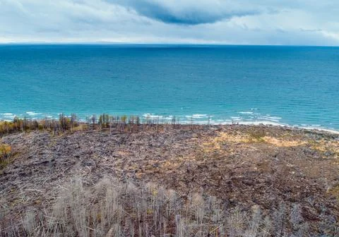Top view burned forest Stock Photos