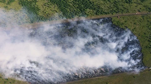 Top view of burning green field with trees in summer day, wild fire in nature Stock Footage 114774768