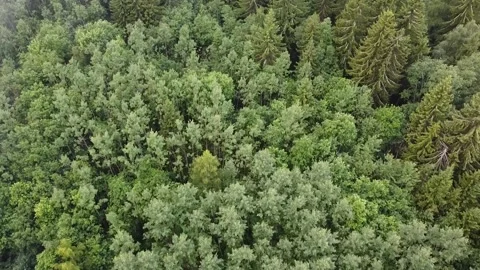 Top view of a burning green forest, aerial video Stock Footage 136800502
