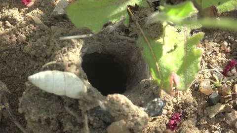 Top view of burrow of Insect Lycosa singoriensis wolf Spider in ground Stock Footage 75326690