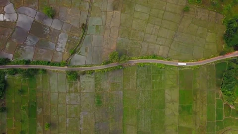 Top view of bus that rides along the road located in rice fields drone footage Stock Footage 85368085