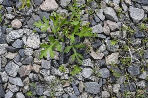 Top view of a bush of grass sprouting through stones in summer Stock Photos