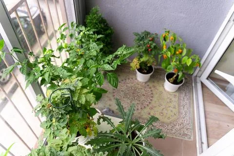 Top view of the bushes of vegetables, cherry tomatoes and hot peppers grown at Stock Photos