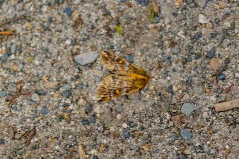 Top View Butterfly Stock-Fotos