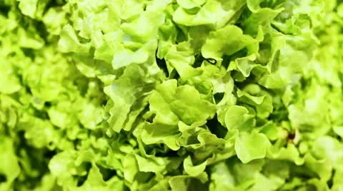 Top view on butterhead lettuce Stock Footage 12234733