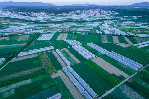 Top view of cabbage fields and greenhouses. Growing vegetables. Export of pro Stock Photos