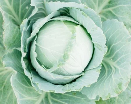 Top view cabbage head in the garden with green leaves, harvest season Stock Photos