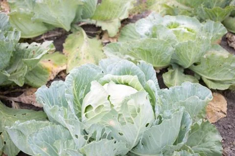 Top view cabbage head in the garden with green leaves, harvest season Stock Photos
