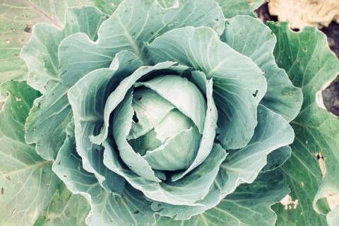 Top view cabbage head in the garden with green leaves, harvest season Stock Photos